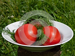 Three big, ripe, red tomatoes and fresh dills in a white bowl outdoors with green grass background. Summer vegetables