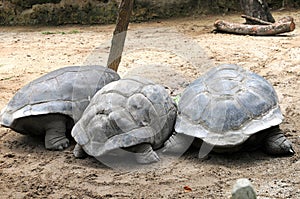 Three big turtle
