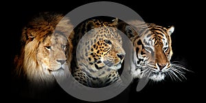 Three big wild cats portrait leopard, tiger, lion on black background