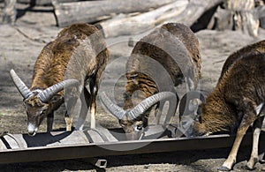 Mouflons having lunch at the zoo.