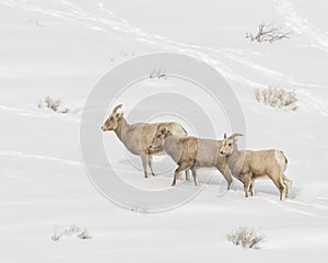 Three Bighorn sheep treking in the snow