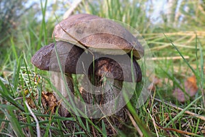 Three birch mushrooms between grasses