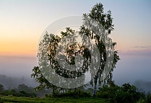 Three birch trees in background of morning predawn fog