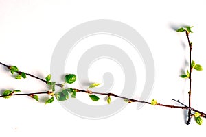 Three birch twigs, on a white background