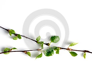 Three birch twigs, on a white background