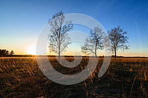 Three birches in a Sunny sunset in a field