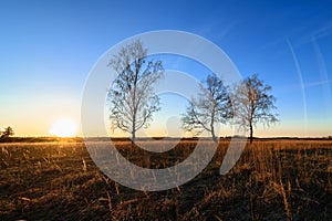 three birches in a Sunny sunset in a field