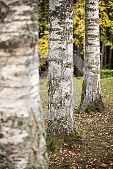 Three birches in Usma
