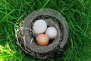 Three bird eggs of different colors lie in the nest on the lush