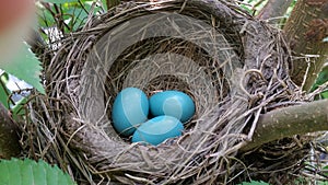 Three Bird Eggs in a Nest