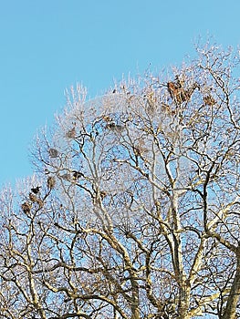 Three bird house winter blue sky