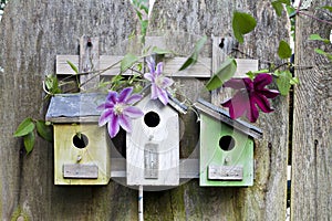 Three birdhouses on old wooden fence