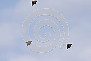 Three birds in flight in a line formation, soaring through the sky in unison.