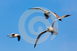 Three birds flying on a sunny blue sky