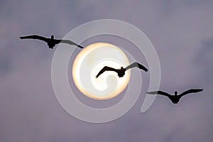 Three birds flying in unison against a stunning backdrop of a golden sunset