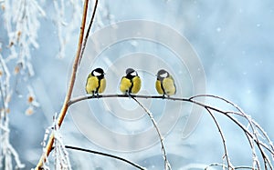 Three birds little Tits sit on a tree branch during snowfall in festive winter new year Park photo