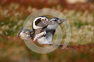 Three birds in the nesting ground hole, baby with mother, Magellanic penguin, Spheniscus magellanicus, nesting season, animals in photo