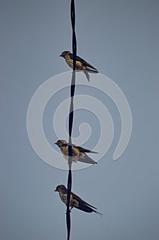 Three birds perched on the wires