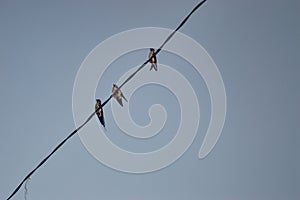 Three birds perched on the wires