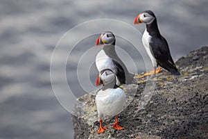 Three birds puffins sitting on a cliff of Iceland