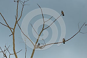 Three bird are sitting on a leafless branch against the evening Cloudy skies in nature.