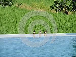 Three birds sitting on the pools edge