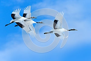 Three birds on the sky. Flying white birds Red-crowned cranes, Grus japonensis, with open wings, blue sky with white clouds in photo
