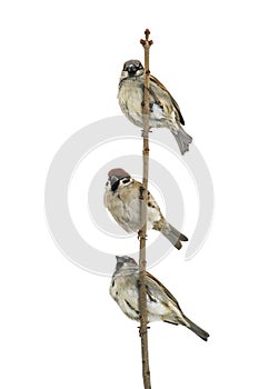 Three birds sparrows sitting on a branch and looking into the d