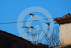 Three birds struggling to balance on power lines, lerida, spain, europe