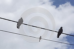 Three birds on the telephone wires