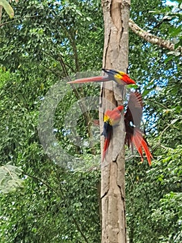 Three birds in a tree