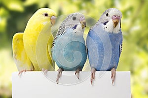 Three birds are on a white background