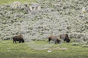 Three bison grazing on grass
