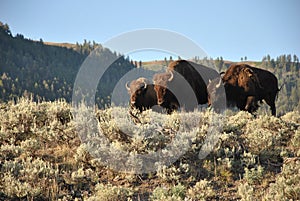 Bisons, Yellowstone National Park, Wyoming.