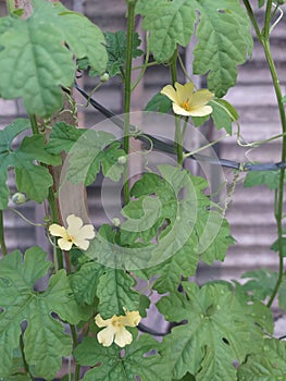 Three Bitter Melon flowers