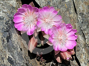 Three Bitterroot Flowers in a Crevice