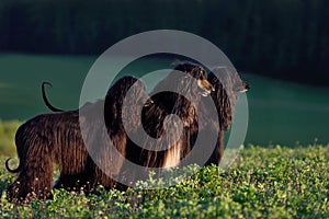 Three black Afghan Hound dogs