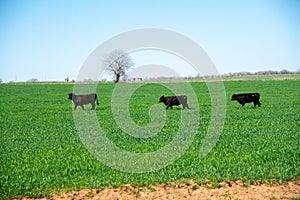 Three black Angus cattle cows walking on large green grass field free range ranching horizontal line, rural North Texas area,