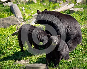 Three Black Bears - Mother and Two Cubs