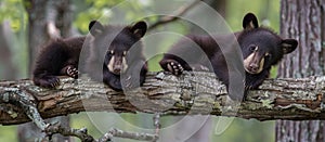 Three Black Bears Sitting on Tree Branch