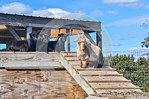 Three Black Billy Goats and one White