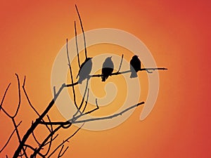 Three Black Birds Sitting Together On A Tree Branch With The Bright Orange Sky Behind Them