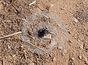 Three black bugs mating