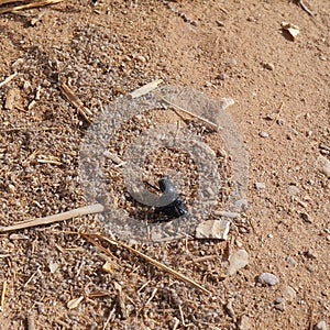 Three black bugs mating