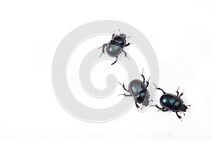 Three black bugs on white background