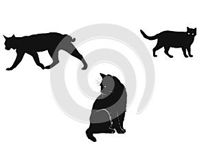 Black cat illustration vectorial photo