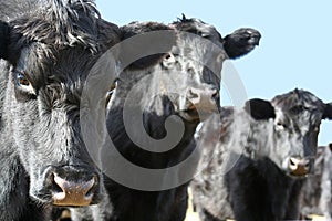 Three Black Cows