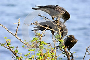 Three black crows on a branch