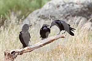 Three black crows on a dry branch