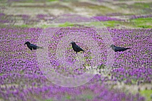 Three black Crows feed in purple wildflowers.